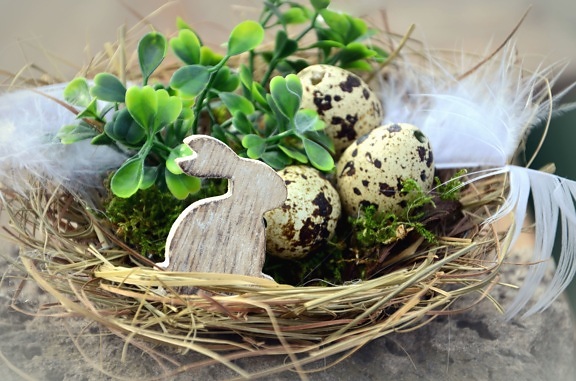 trứng, thỏ, tổ, phục sinh, thực vật