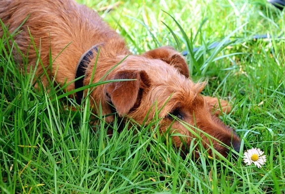 трева, Дейзи, куче, животно, галеник