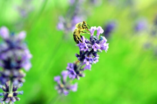 flower, bee, honey, pollination, pollen