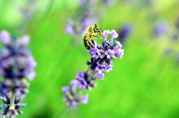 blomst, bi, honning, bestøvning, pollen