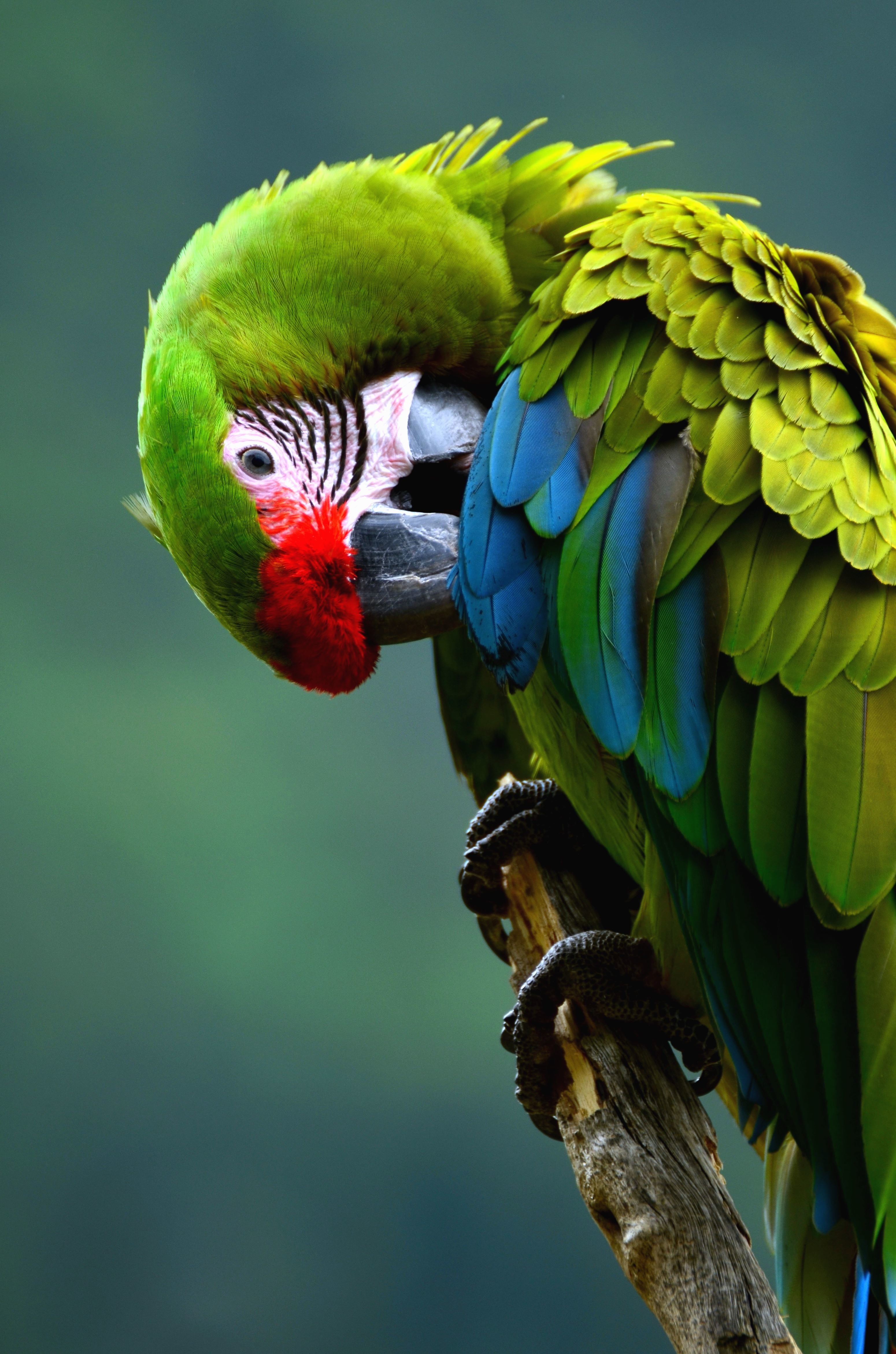 フリー写真画像 コンゴウインコ オウム 鳥 カラー カラフルな鳥 動物
