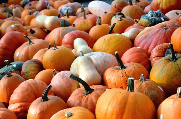 pumpkin, vegetables, food, autumn