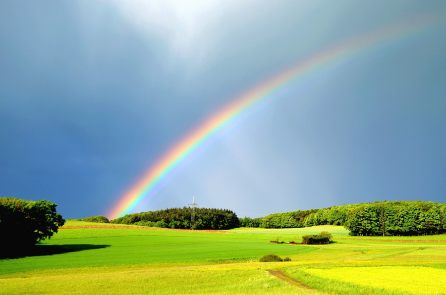Pioggia, arcobaleno, prato, foresta, colorfull