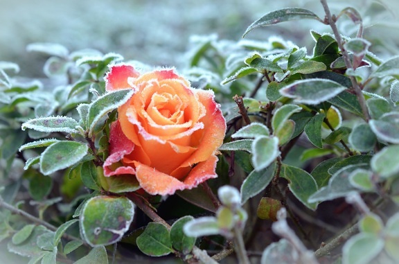 Rosa, planta, flor, helada, invierno