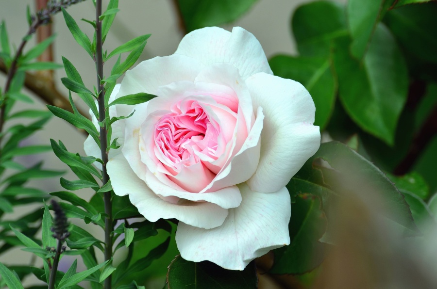 Rose квітку завод, цвітіння, Пелюстка