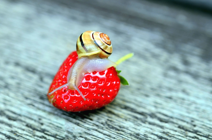 strawberry, snail, table, fruits, animals, invertebrates