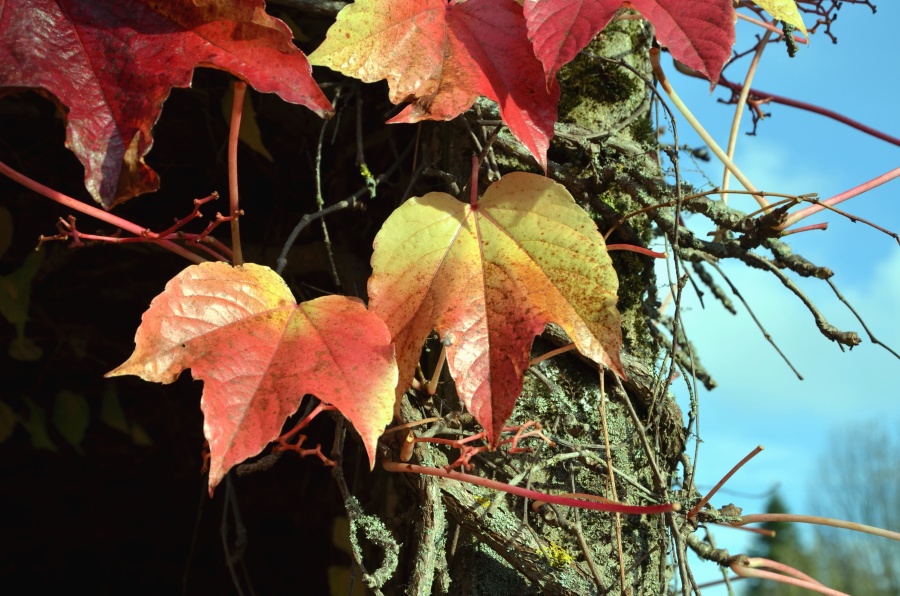 autumn, tree, leaf, sky, branch