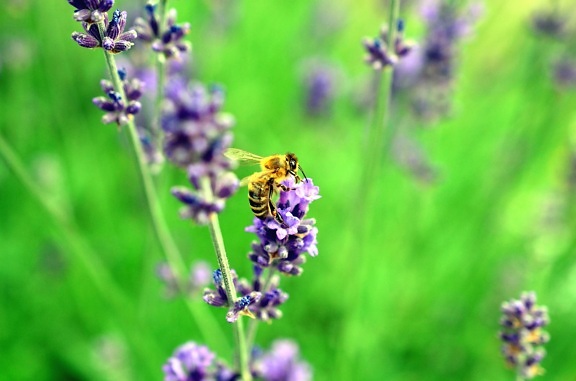 Bee, blomst, honning, eng, pollen