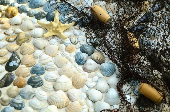 školjka, mreža, more, zvijezda, kamen za ribolov