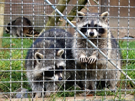 raccoon, cage, grass
