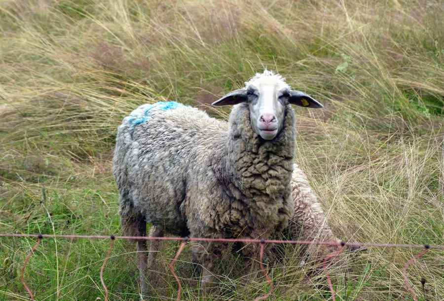 ovelha, lã, grama, campo