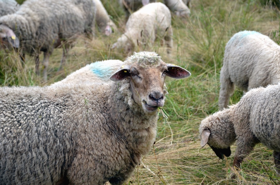 Pecore, erba, lana, campo, agnello