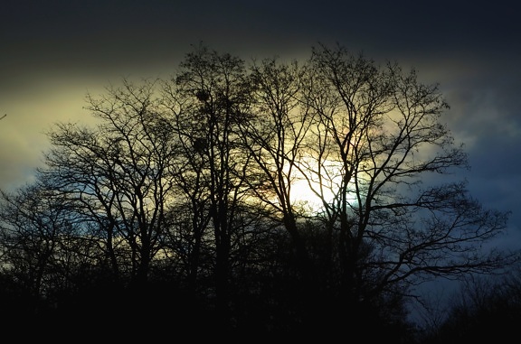 Silhouette, hutan, kayu, cabang, berawan, matahari, gelap