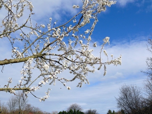 sky, spring, tree, branch, flowering