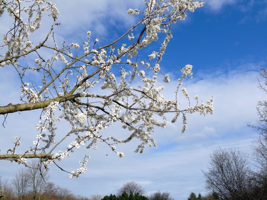 Sky, primăvară, copac, filiala, cu flori