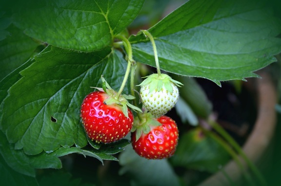 Erdbeere, Obst, Lebensmittel, Blatt, Garten