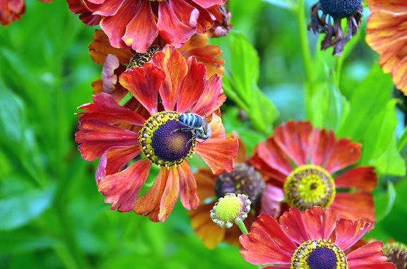 flower, bee, pollen, colorful, flowering, petal