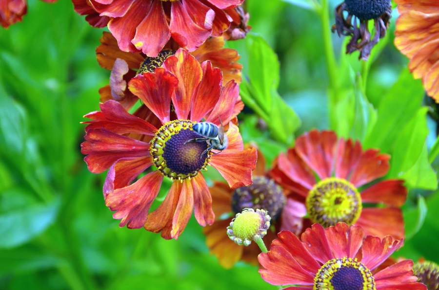 květina, včela, pyl, barevné, kvetení, okvětní lístek