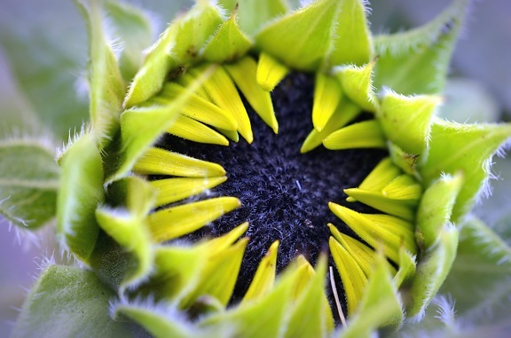 sunflower, plant, seed, bloom, flower, leaf