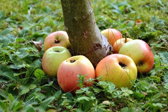 дърво, ябълка, билки, плодове, природа