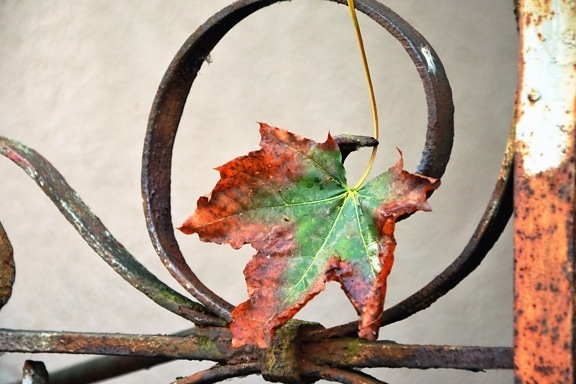 листя, осінь, метал, паркан, сталь