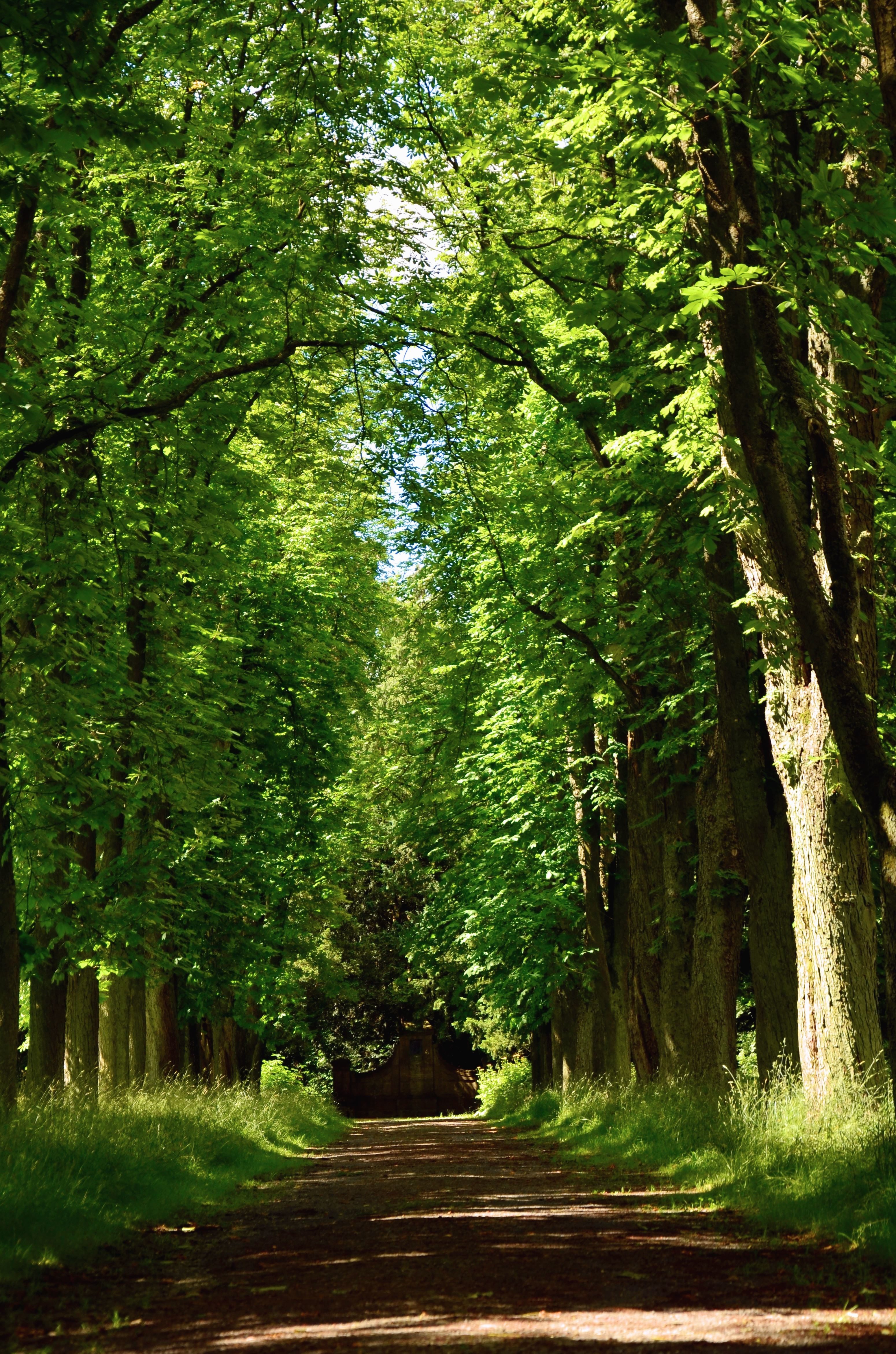 le paysage naturel de la forêt de bois qui convient comme arrière-plan  12775769 Photo de stock chez Vecteezy
