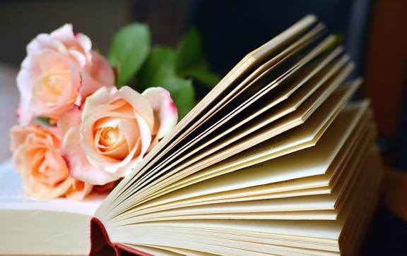boeken, leren, kennis, rose, bloemblaadje, bloem