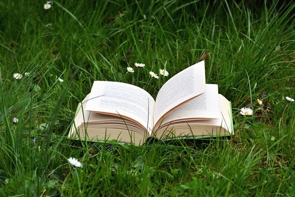 Aprendizaje, libro, hierba, conocimiento, margarita, naturaleza, planta