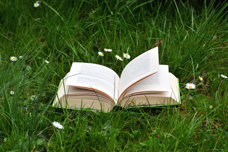 læring, bog, græs, viden, daisy, natur, plante