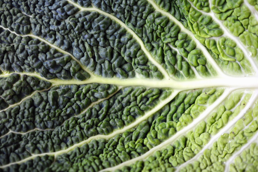 leaf, broccoli, food, plant