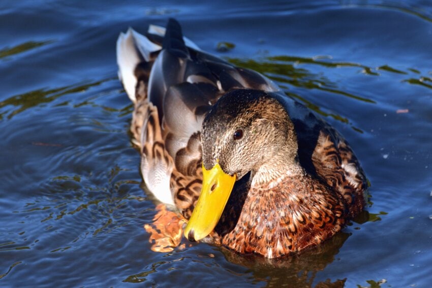 Imagen gratis Pato pico pluma agua pájaro