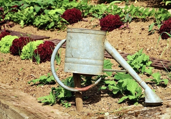 penyiraman pot, salad, warna-warni, tanah, sayur, pertanian
