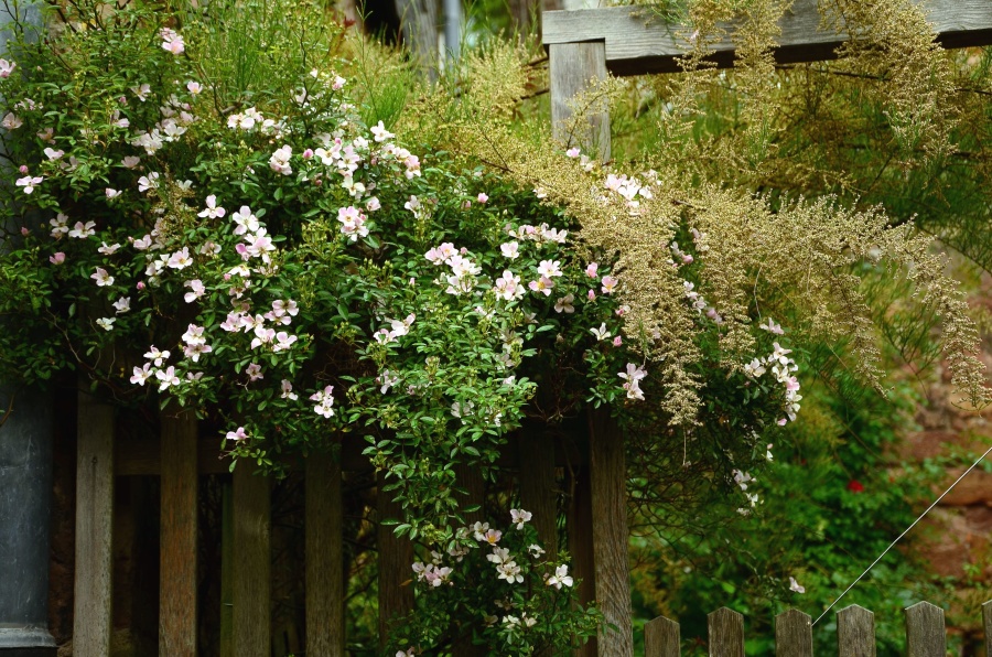 illar, ограда, цвете, цъфтежа, венчелистче, лист