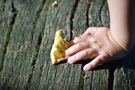árvore, folha, mão, outono, mão, criança