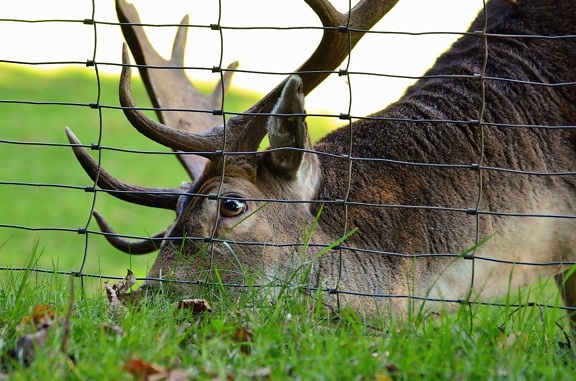 deer, antler, animal, grass, fence