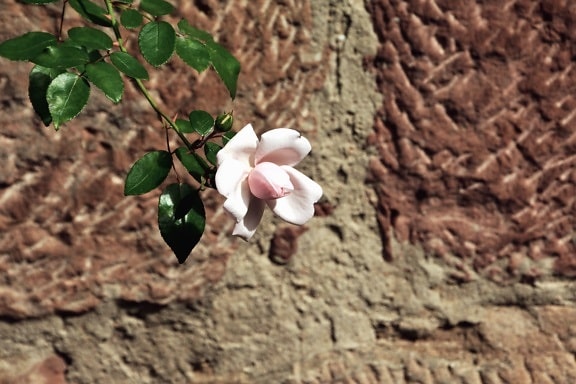 flower, petal, leaf, plant, rose, wall