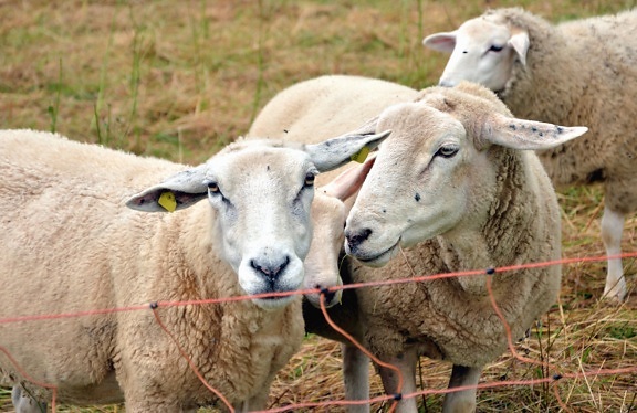 sheep, fence, animal, wool, herd, grass