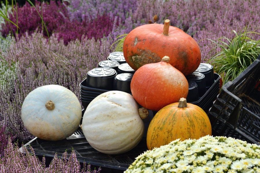 pumpkin, crate, container, vegetable, flower, field