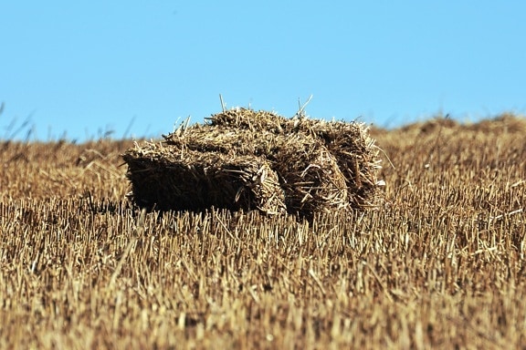 straw, harvest, field, grain
