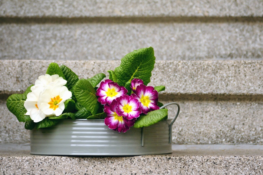 cầu thang, Hoa, thực vật có hoa, lá, chậu hoa