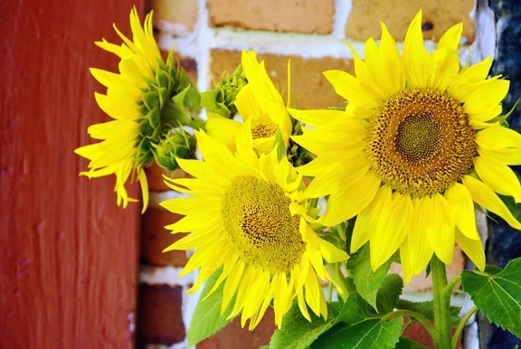 Sunflower, kelopak bunga, bunga, tanaman, dinding, batu bata