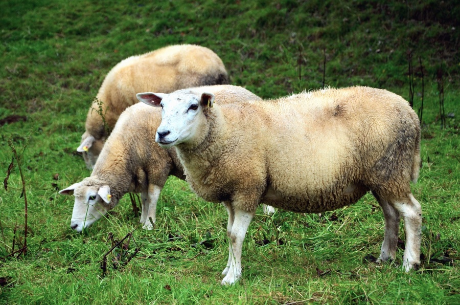 Pecore, erba, prato, lana, animale