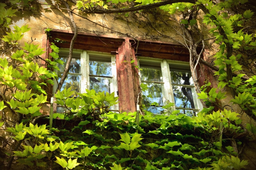 Fenêtre, maison, architecture, plante, feuille