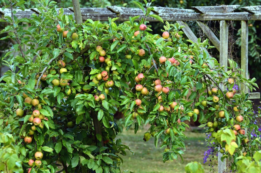Apple tree, gren, blad, orchard, frukt