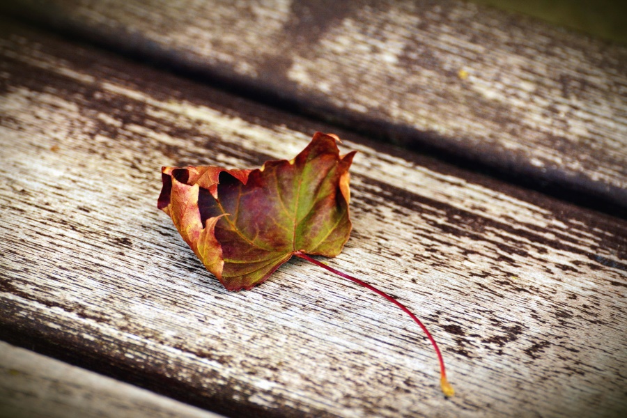leaf, tree, autumn, plank