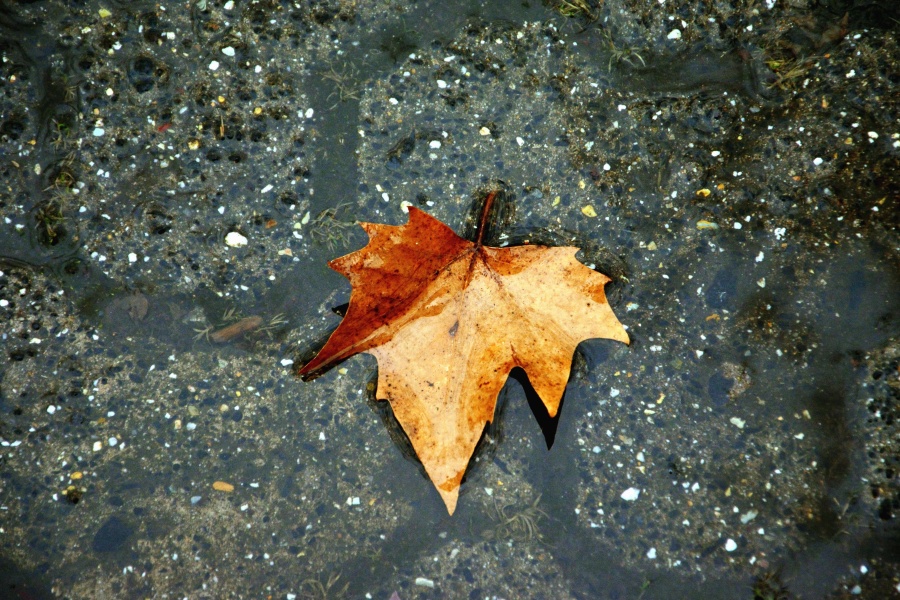 leaf, water, concrete, wet, reflection