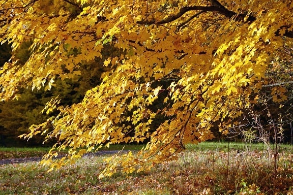 podzim, strom, listy, větve, lesní