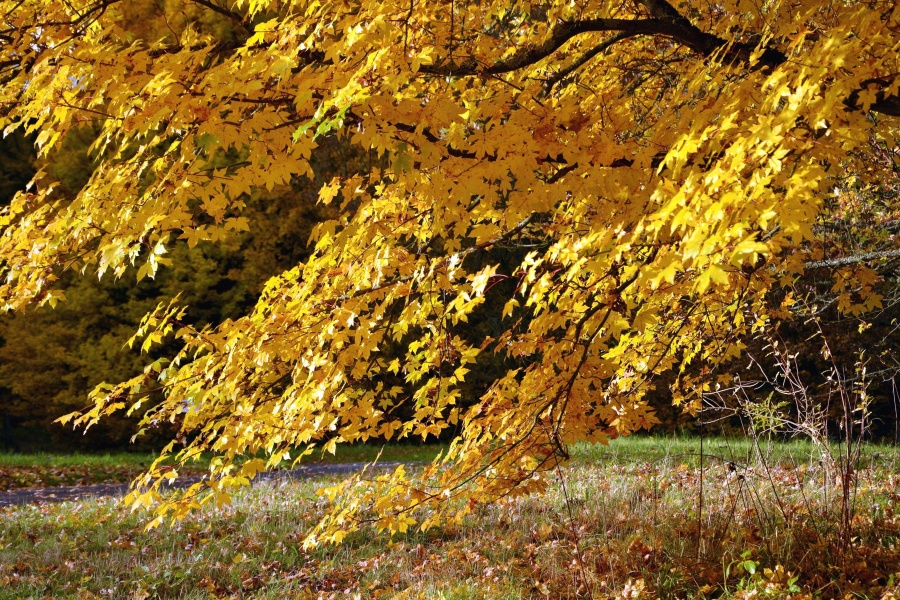 jeseň, strom, leaf, pobočky, lesné