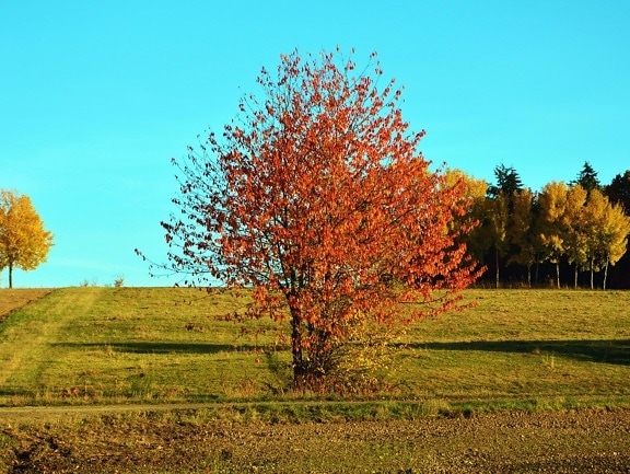 jesen, trave, drva, lišća, boje, nebo, pejzaž
