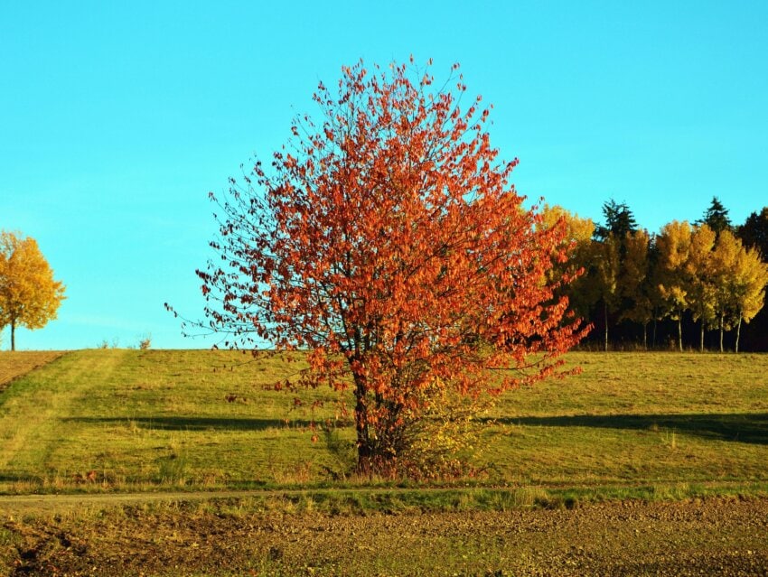 Free picture: autumn, grass, wood, leaves, colors, sky, landscape